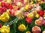 Tulip field i
